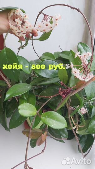 Продаю комнатные цветы