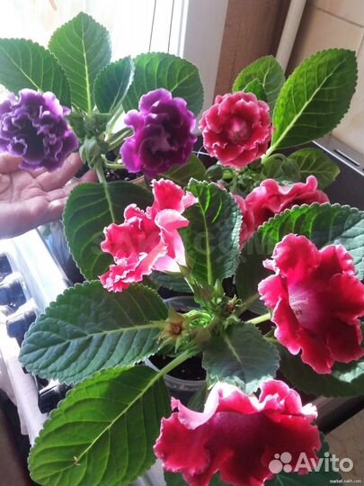 Глоксиния. Смесь сортов. Семена ручного опыления