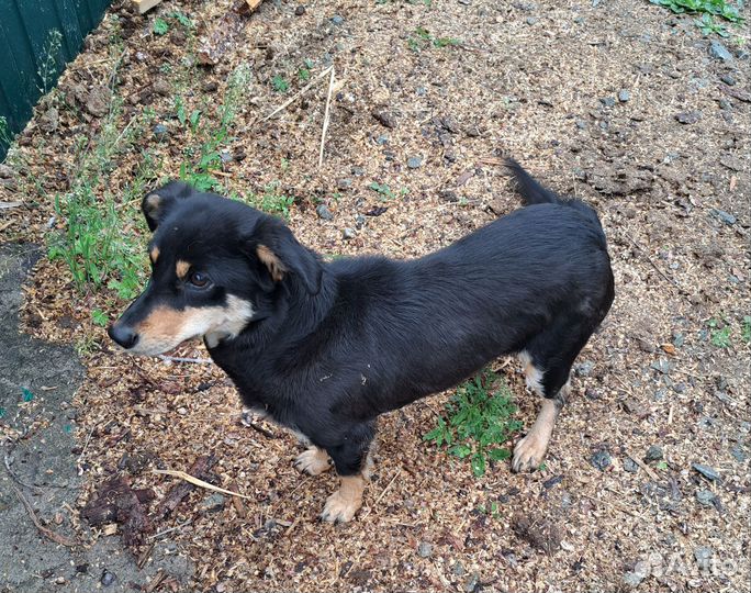 Найдена собака