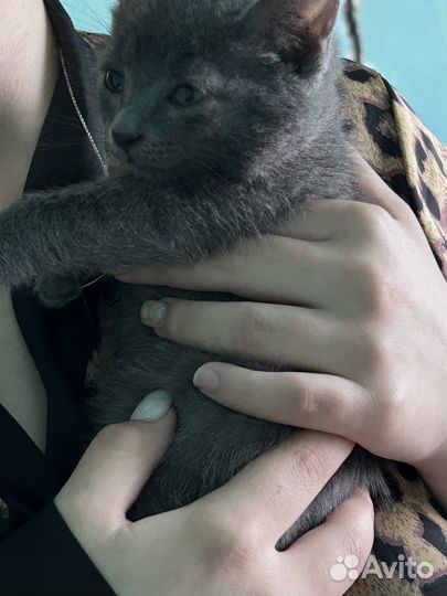 Отдам котят