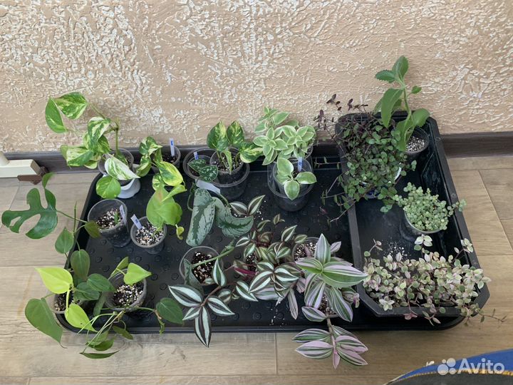 Часть 6. Комнатные растения цветы разные, фикус