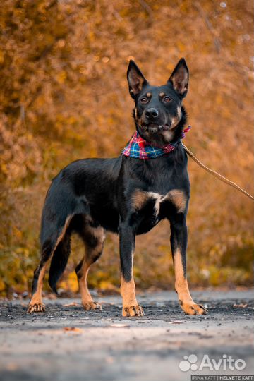 Дружелюбный Антей ищет дом