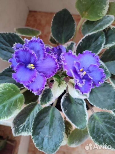 Сортовые фиалки