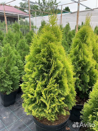 Туя западная Голден Смарагд