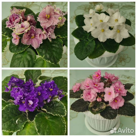 Фиалки в горшке