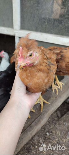 Куры-молодки, петушки, цыплята