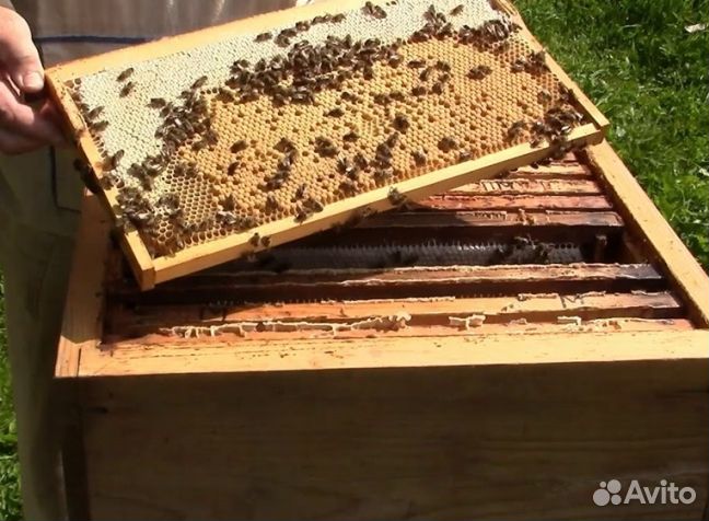 Мед 2024 года натуральный опт