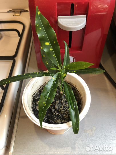 Аукуба Японская (золотое дерево)