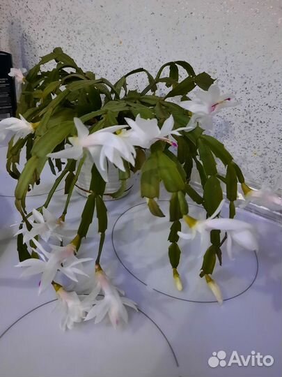 Цветы декабристы