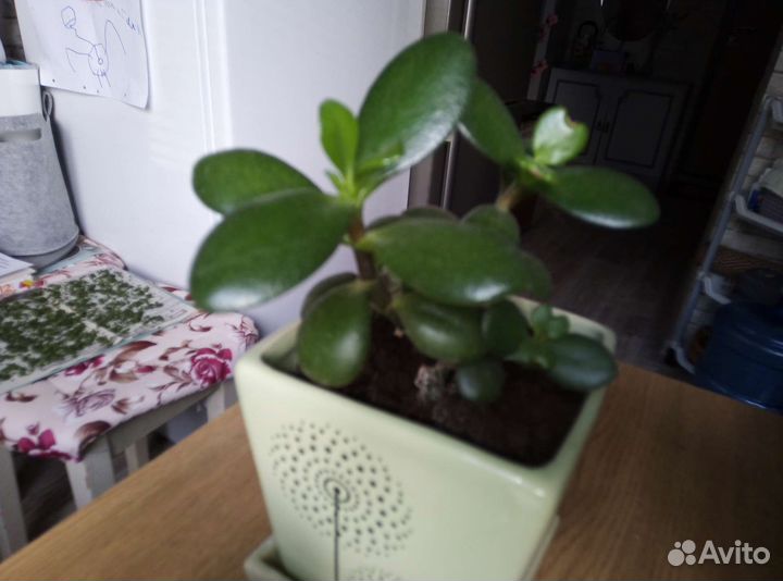 Фикус Бенджамина и домашние цветы