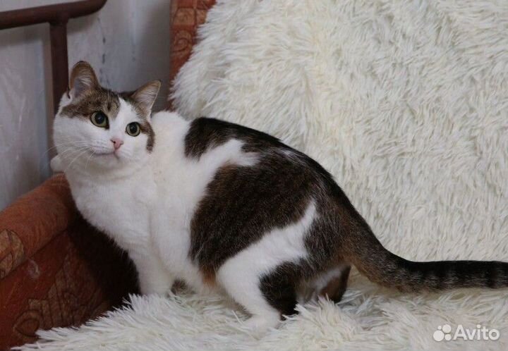 Соня ищет дом