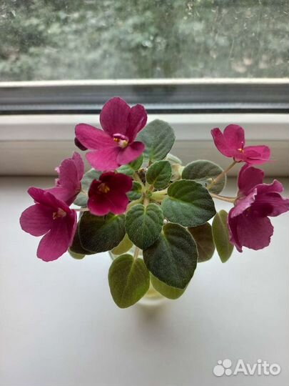 Фиалки,мини,полумини