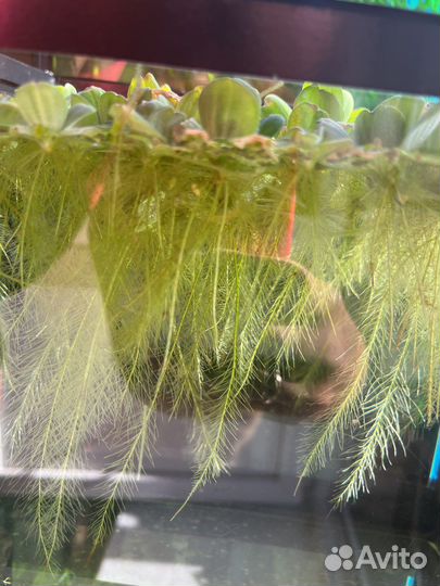Аквариумное растение пистия