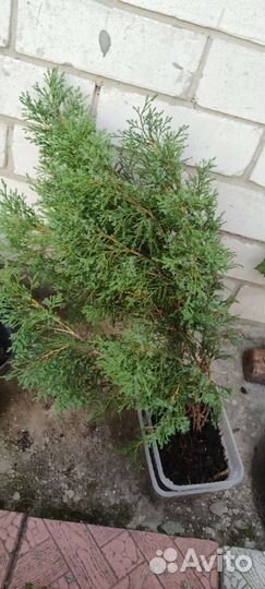 Можжевельник казацкий