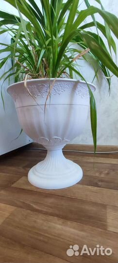 Пальма панданус