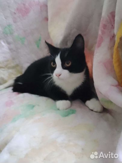 Кошечка бесплатно