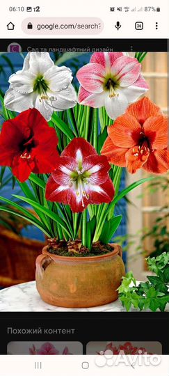 Гиппеаструм