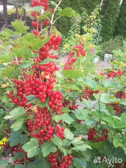 Плодовые кусты- Пос. Дорожный