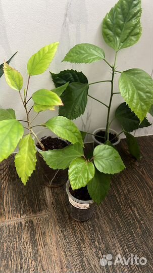 Цветы комнатные