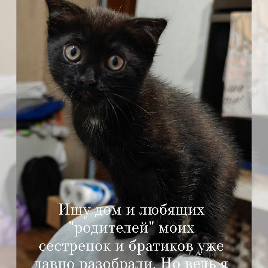 Котята в добрые руки приучена к лотку