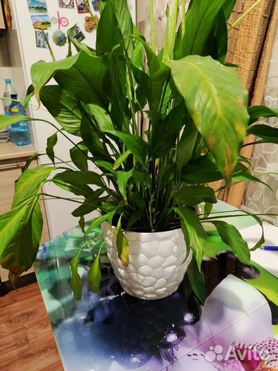 Спатифиллум