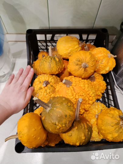 Тыква декоративная