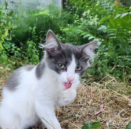 Белый котенок