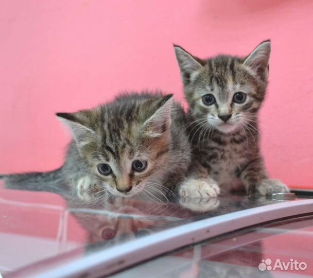 Котята девочки