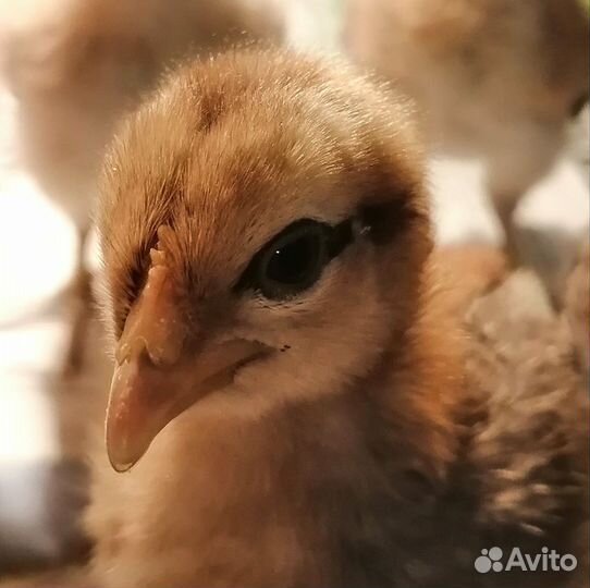 Куры домашние живые