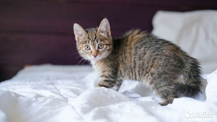 Кошечка Марошка