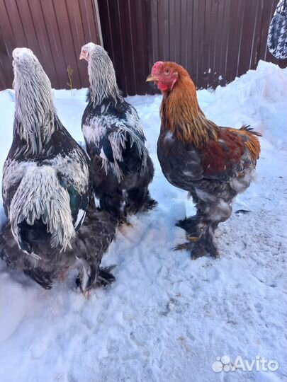 Семья Брама