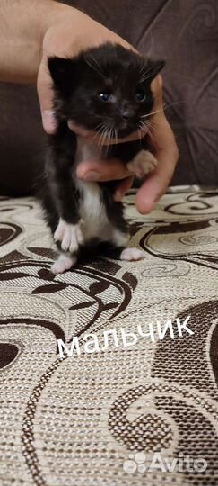 Котята мейн куна
