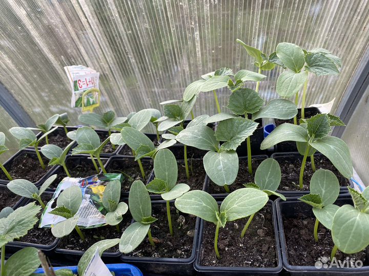 Рассада огурцов и кабачков