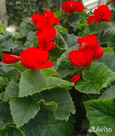 Саженцы, цветы комнатные, садовые