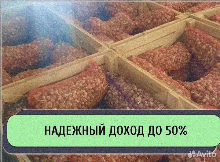 Ищу инвестора в с/х. Доход до 50%