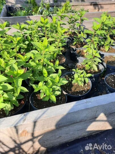 Гортензия саженцы