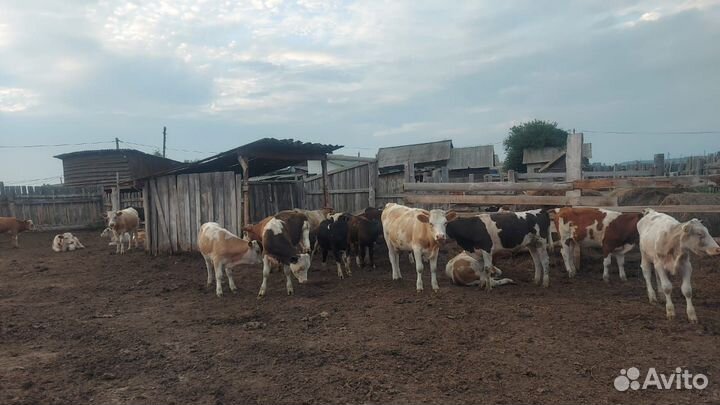 Продам тёлок, коров, телят