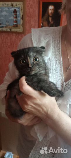 Шотландская вислоухая