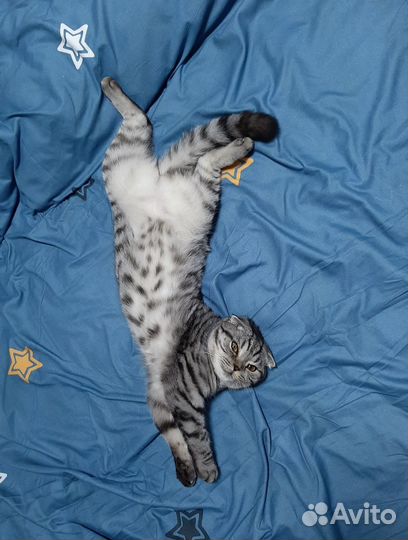 Шотландская вислоухая кошка