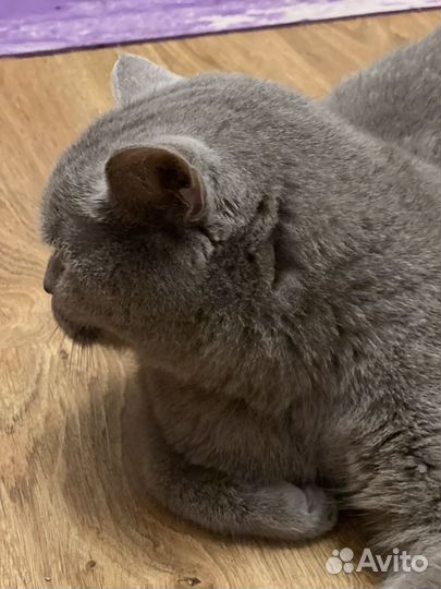 Британский кот