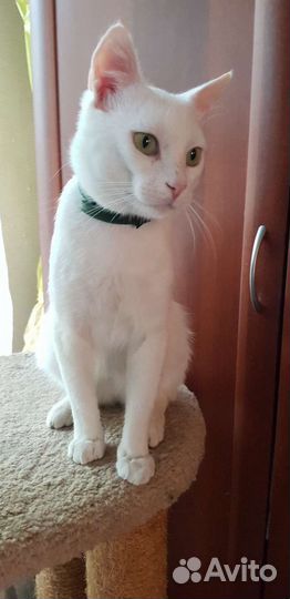 Самый ласковый Сахарок 1год привит кастрирован