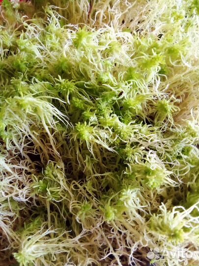 Природный мат (подстилка) улиткам, в террариум