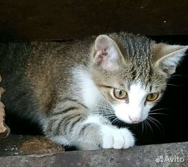 Крошки-малыши,мальчики и девочки(1,5-3мес)