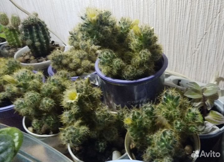 Маммилярия