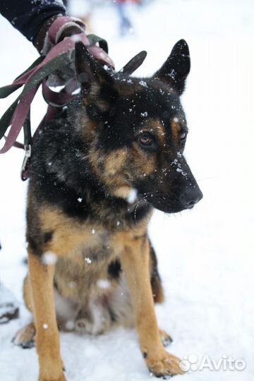 Покер - молодая овчарка из приюта