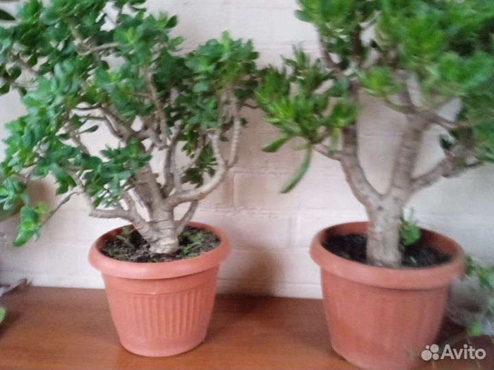 Крассула толстянка