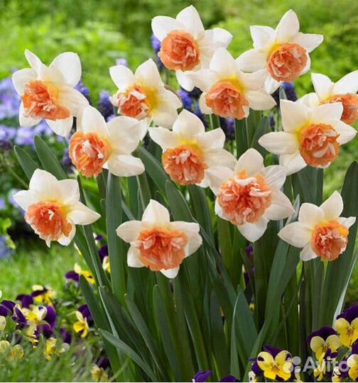 Нарцисс Кэнди Принцесс 5 шт