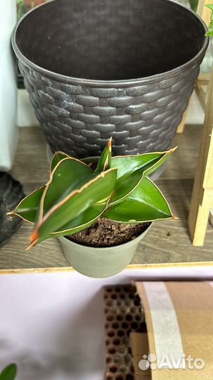 Сансевирия samurai