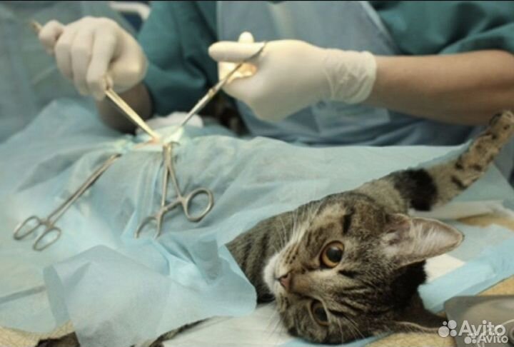 Кастрация и стерилизация котов кошек собак