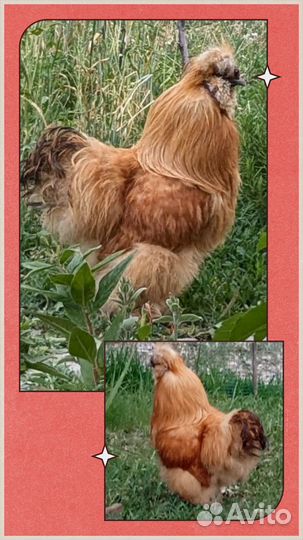 Петух китайской шелковой породы